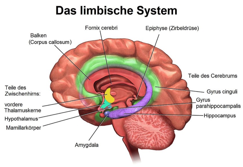 limbische system, Gehirn, Geruchssinn, Erinnerungen, 