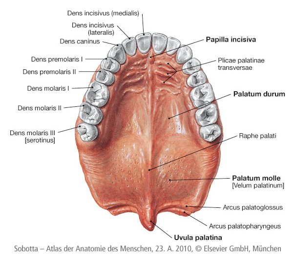 Rocken, Autsch, Rocken ohne Autsch, 