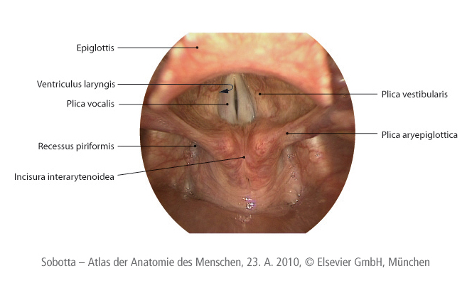 Kehlkopf, Ursula Prochazka, Stimmlippen, Heiserkeit, Stimme
